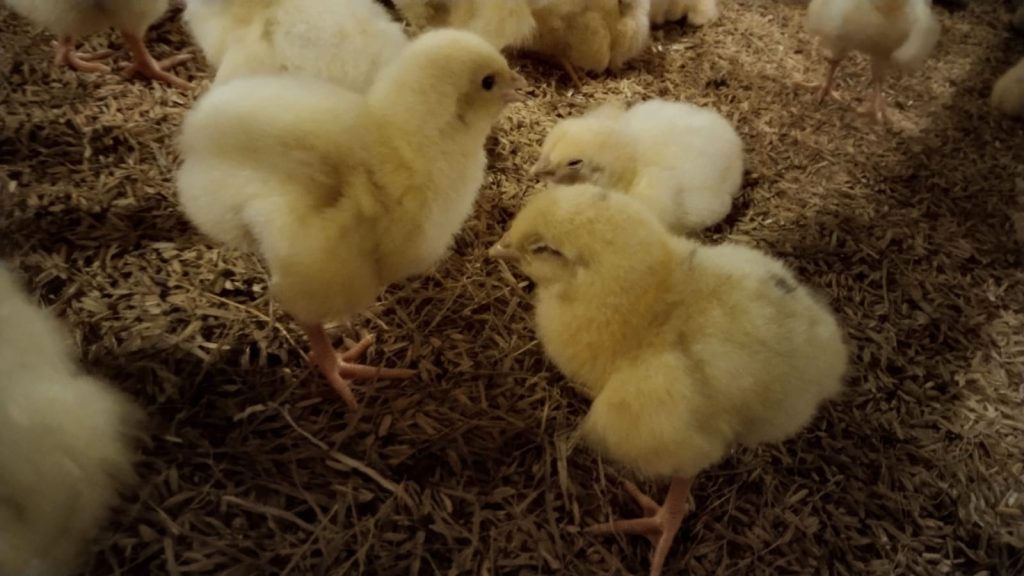 Mengenal Ciri Kotoran Pada Ayam, Mana yang Bahaya?