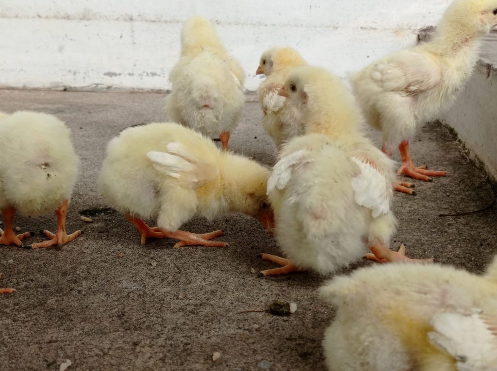 Teknologi Pengolahan Limbah di Kandang Ayam, Sudah Perlukah?