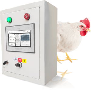 Peran Teknologi dalam Produksi Daging Ayam Modern
