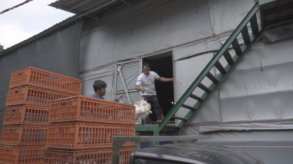Di Mana Lokasi Pintu Loading yang Pas untuk Kandang?