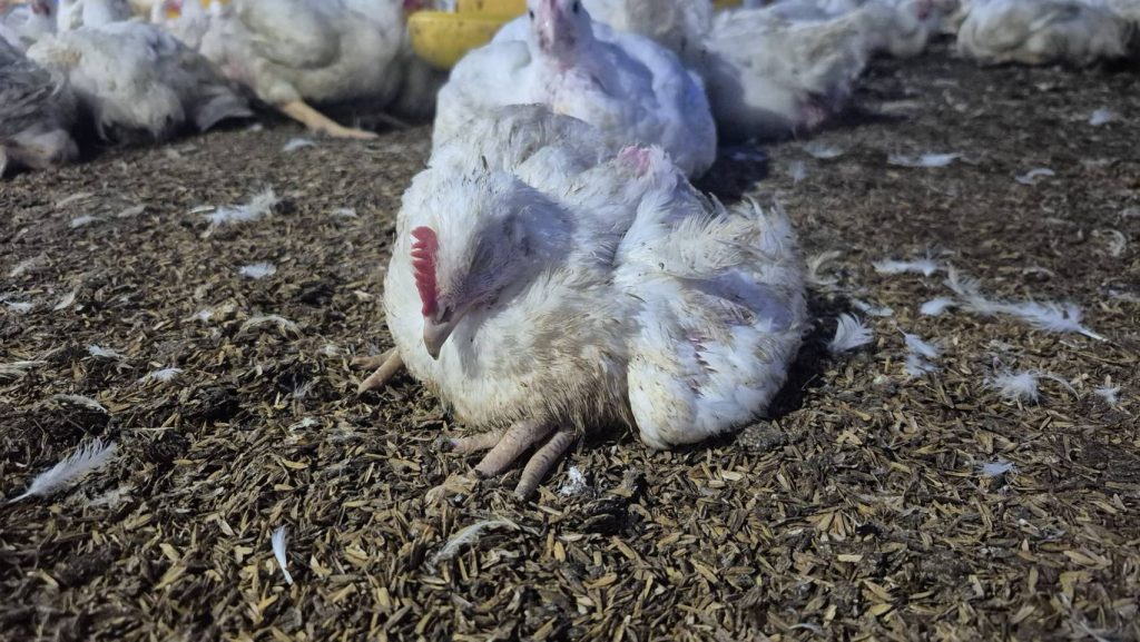 Salah Berikan Pakan, Bisa Sebabkan Kematian pada Ayam