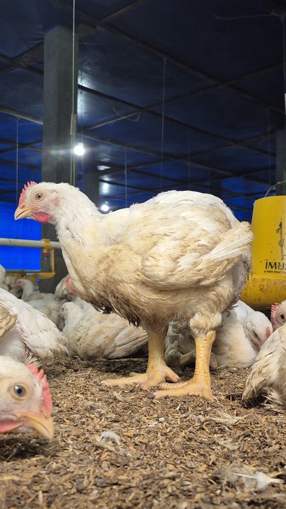 Tips Amankan Kandang dari Serangan Predator Pemburu Ayam