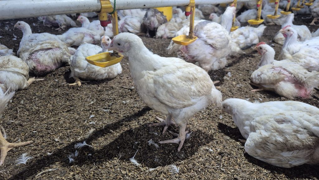 Pentingnya Tempat Minum Tetap Bersih dan Aman Bagi Ayam