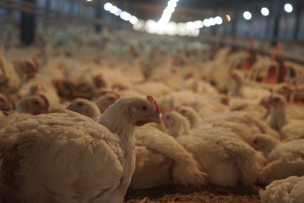 Dampak Kekurangan Protein dalam Formulasi Pakan Ayam