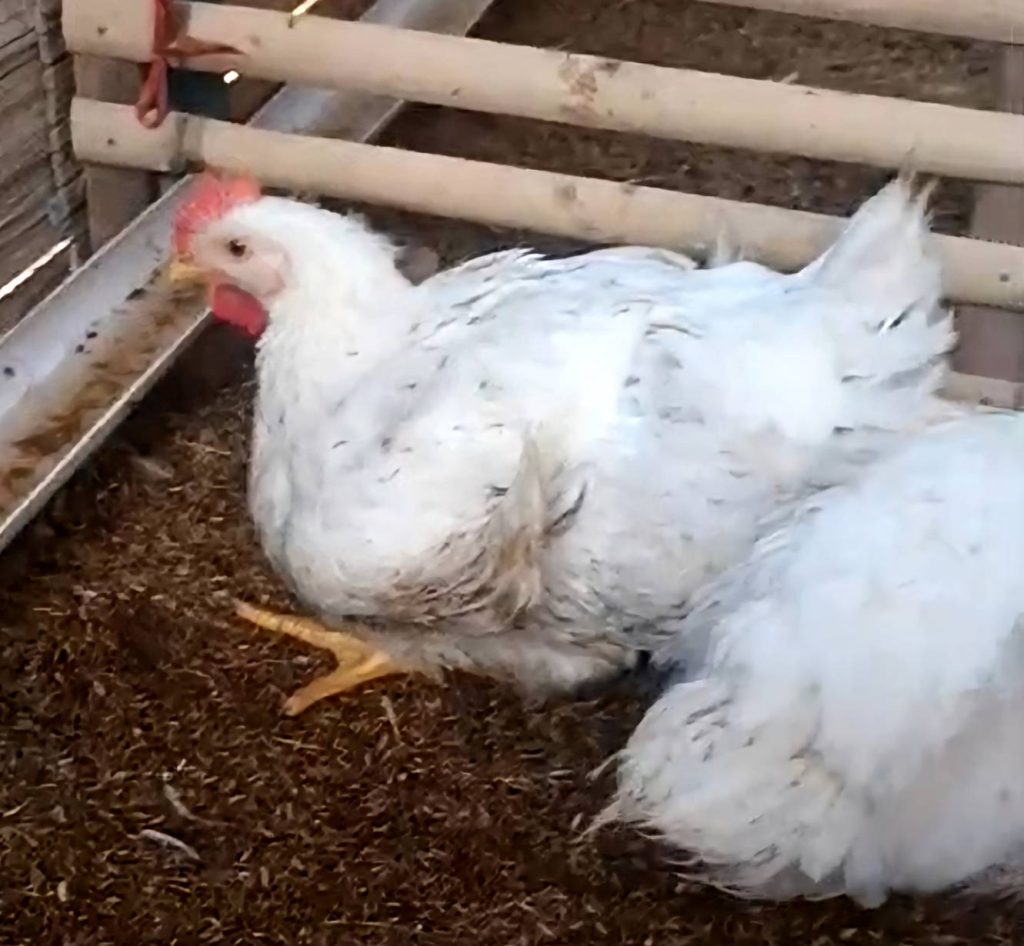 5 Dampak Pemeliharaan Ayam Broiler Melebihi Usia Panen