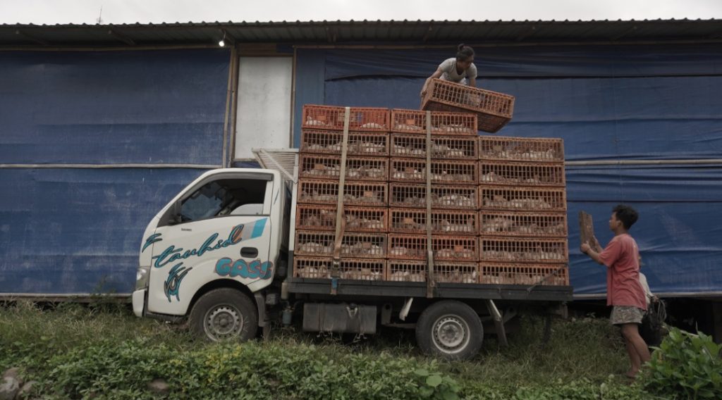 Tips Agar Ayam Broiler Tidak Stress Ketika akan Dipanen