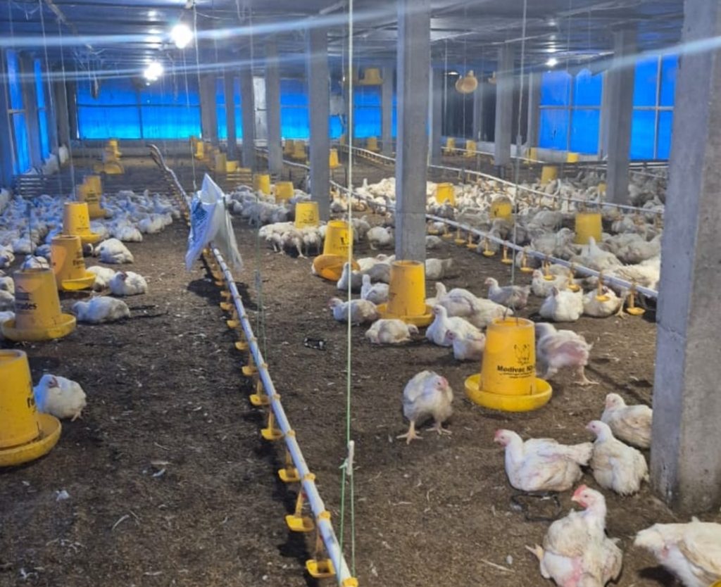 5 Dampak Negatif Mengabaikan Sistem Biosecurity di Kandang