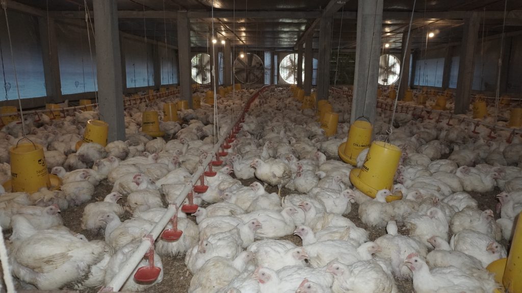 Pengaruh Kepadatan Kandang Ayam dan Solusinya Bagi Peternak