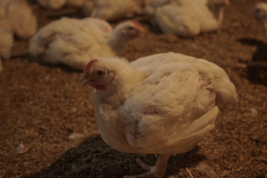Ayam Ukuran Besar Kurang Diminati Pasar, Apa Penyebabnya?