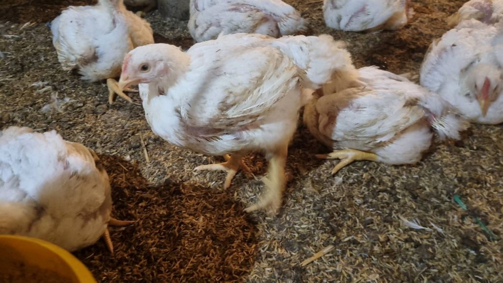 Trik Jaga Ayam dari Heat Stres Akibat Pemanasan Global
