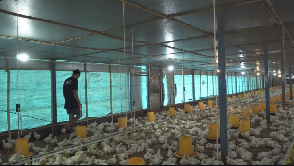 Penerapan Keselamatan Kerja di Dalam Kandang Ayam