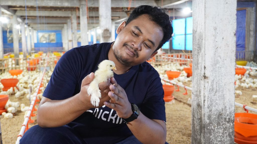 Tips Ternak Ayam untuk Pemula Agar Tidak Salah Langkah