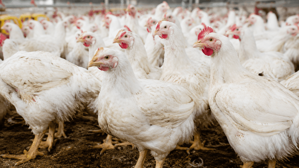 Harga Ayam Livebird Anjlok? Ini Cara Peternak Tetap Untung!